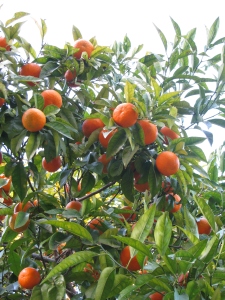 i mandarini di arenzano