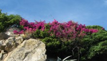 Riomaggiore bouganvilledicasa