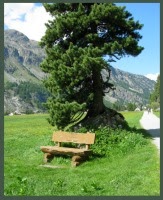 Sils-Svizzera-panchina-photo-by-Tiziana-Bergantin-B501