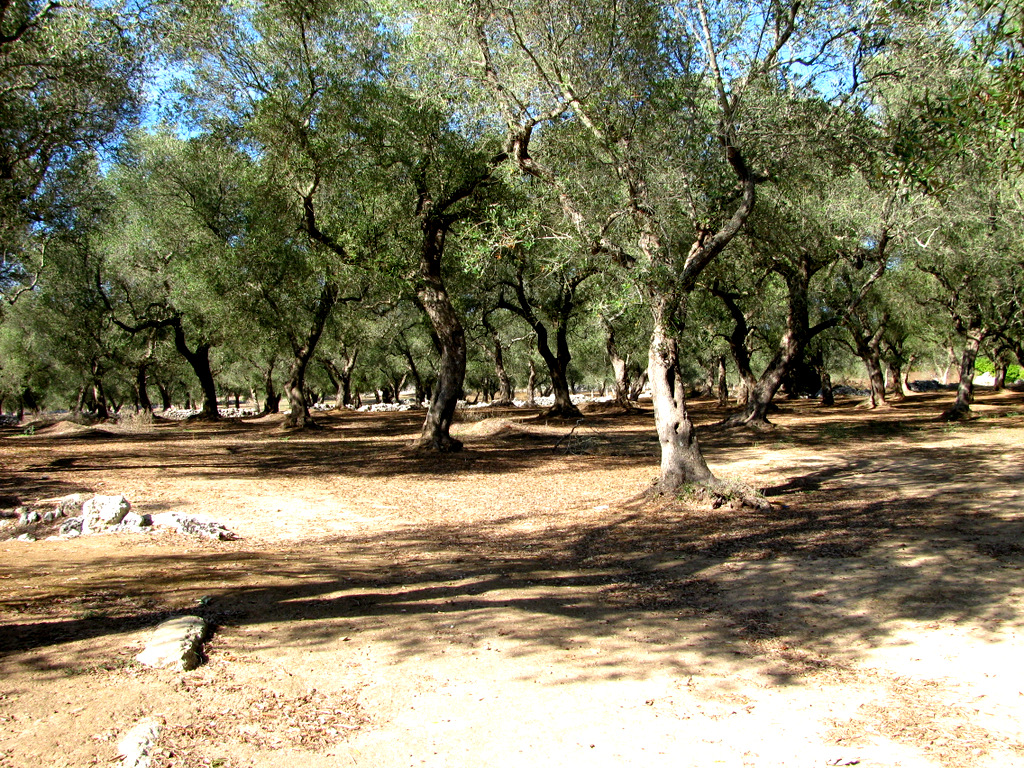 Ulivi del Salento