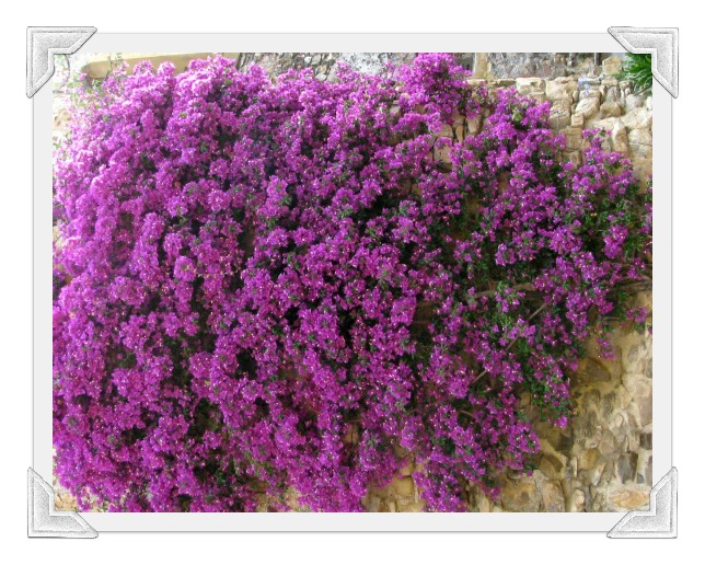 cervo-liguria-fiori-8-foto-di-Tiziana-Bergantin-A407