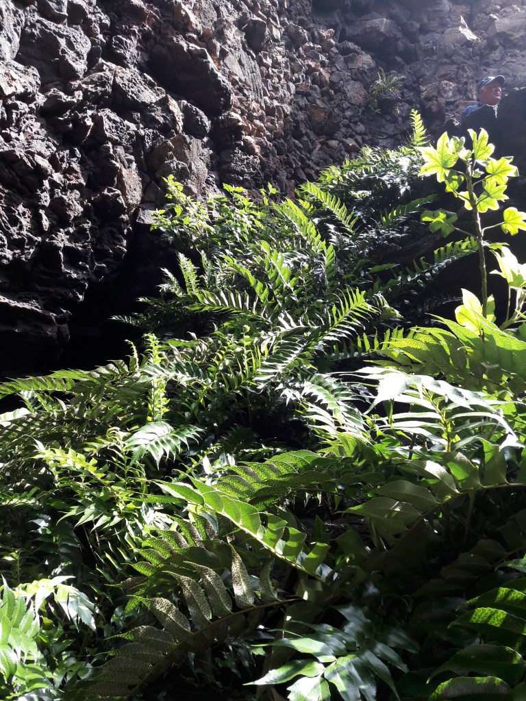 Lanzarote Jameos del Agua 1 TB