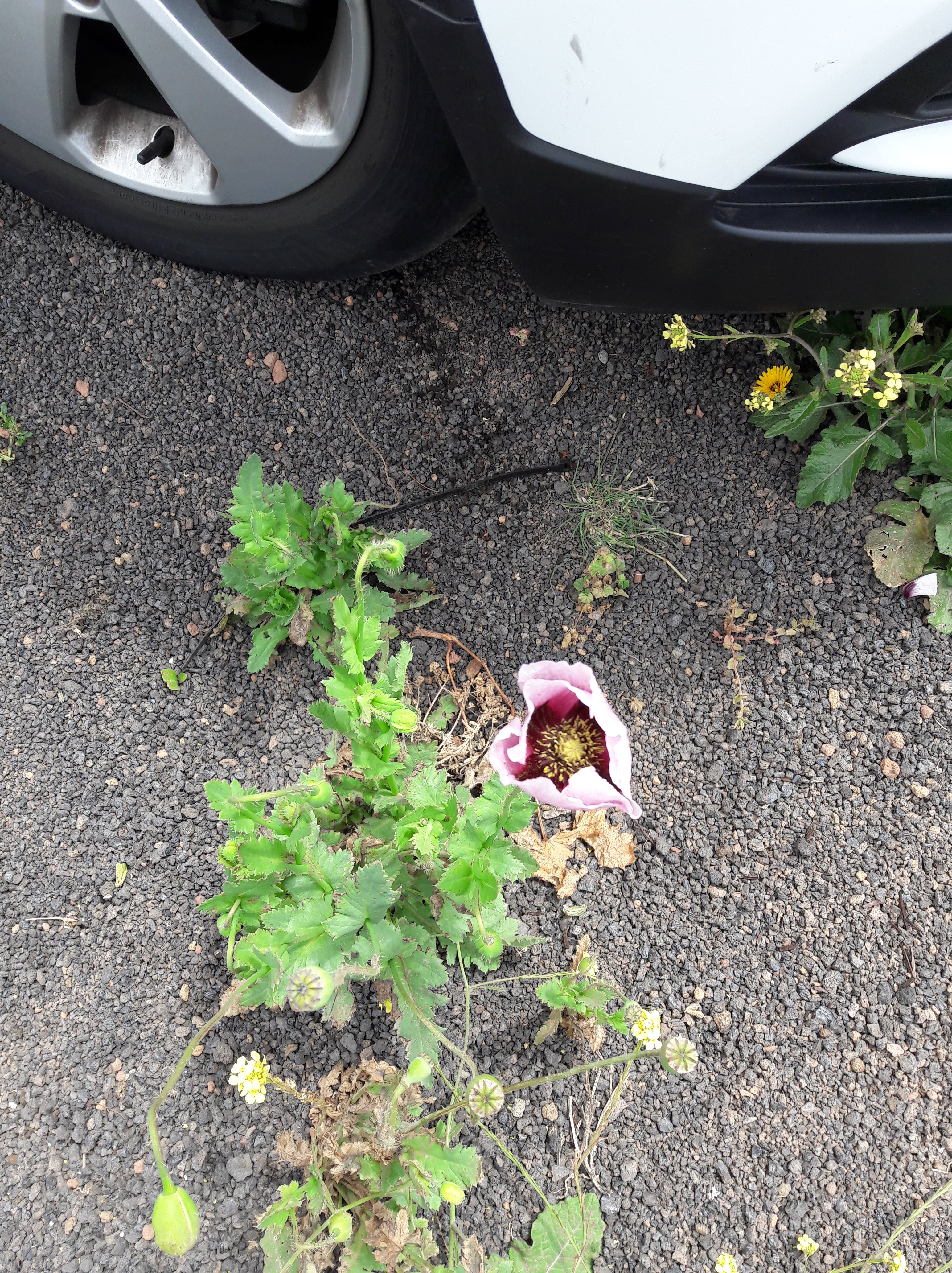 Lanzarote Mirador del Rio 4 TB